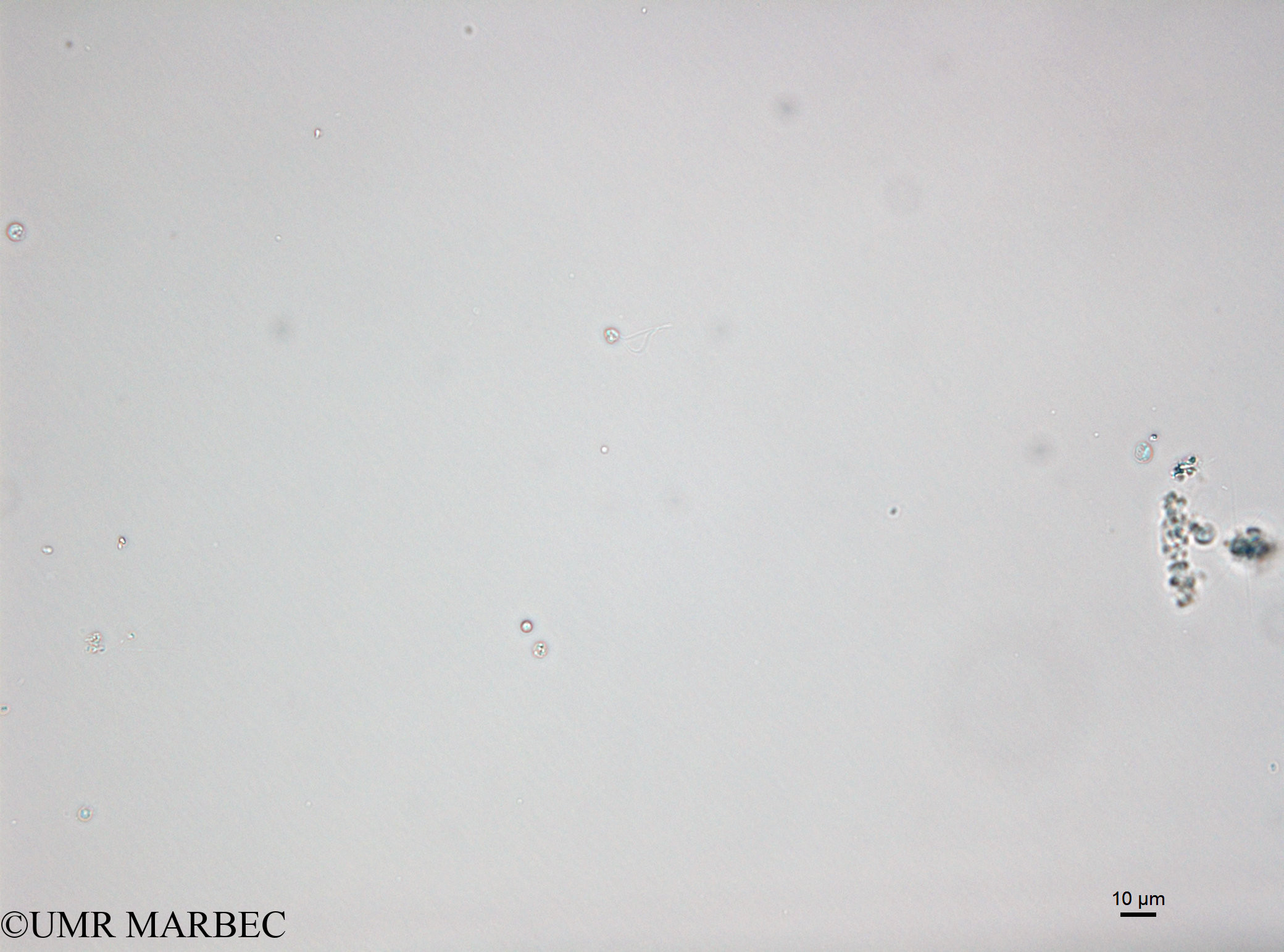phyto/Bizerte/bizerte_lagoon/RISCO April 2014/Mamiella sp (ancien Microflagellé 15 - Microflagellé spp <10µm -150402_001_ovl-3)(copy).jpg